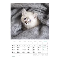 Falinaptár spirálozott  LIZZY CARD B/4 álló Cicák 2026. Falinaptár spirálozott  LIZZY CARD B/4 álló Cicák 2026.