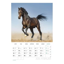 Falinaptár spirálozott  LIZZY CARD B/4 álló Lovak 2026. Falinaptár spirálozott  LIZZY CARD B/4 álló Lovak 2026.